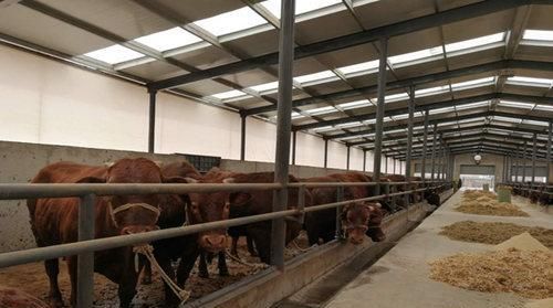 『平凉红牛』“奔赴”香港闯“钱途”静宁有个“致富宝”