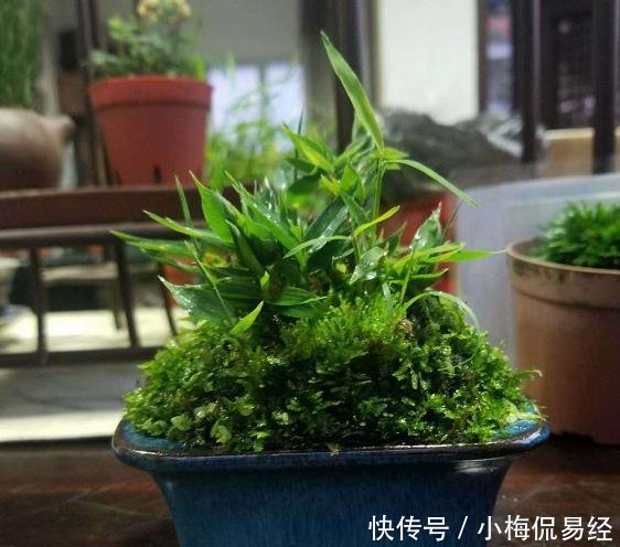 盆景艺术令人着迷，园艺中的珍品盆景的造型令人惊叹不已