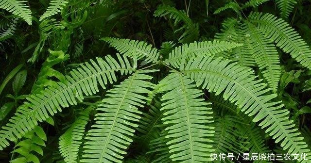 这种野草在乡村经常见，原来当柴火，却没发现它是探金草！