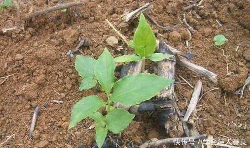 专治咳嗽痰多的乡村地里“药狗蛋儿”，农民却都给扔了