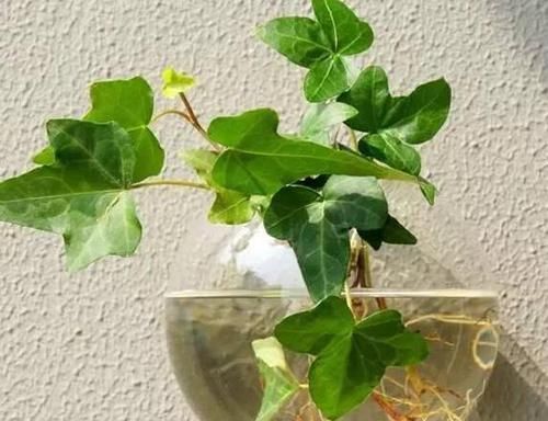 #花草#别再土培花草了,又脏又乱,将它们水培放家里,养眼、管理省心