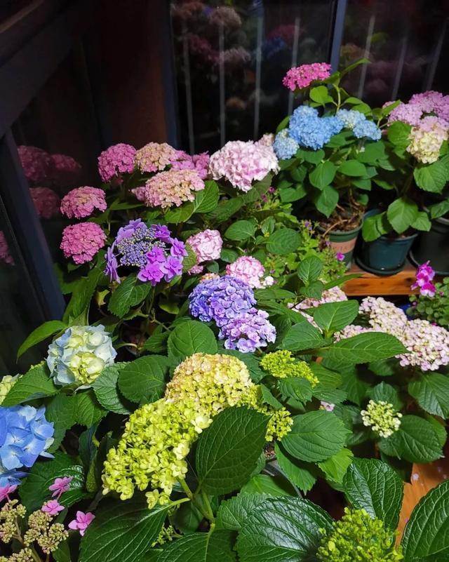  #图片作者#有一颗爱花的心，就算只有个封闭小阳台，也能养出一片花海！