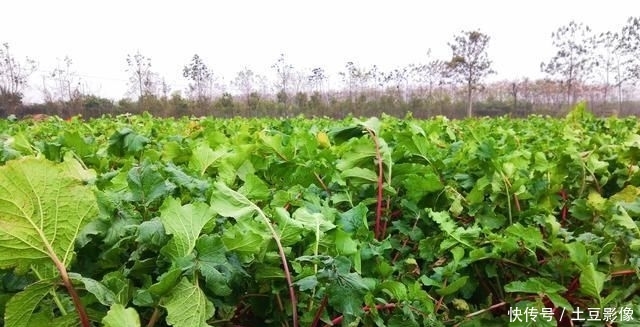  蔬菜：农民种植一种蔬菜，生长周期60天，亩产6000斤，能赚多少