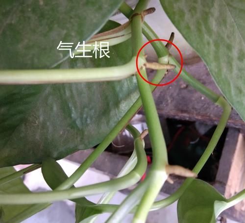  绿萝：绿萝藏有小机关，打开它，叶子嗖嗖长！