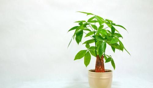  『发财树』家里的发财树快死了，该怎么办？