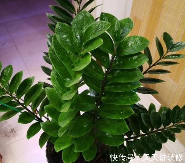 室内@书房盆栽绿植选什么好?此4款好看又好养,摆在室内对健康有益