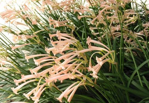  「红红火火」4月份起，事业运如虹，贵人运爆棚，几大星座职场上红红火火