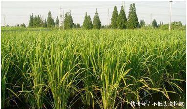  经济收益：这几种水生植物，投资成本低，丰产畅销，亩收入过万元！