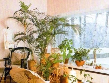 适合：适合养在朝东窗台上的盆栽植物，不怕被阳光晒伤