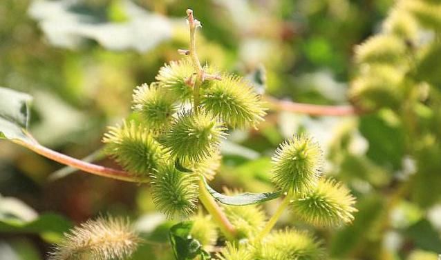  『杂草』农村4种“野草”，农民眼中的杂草，老中医却当成稀世宝，珍贵