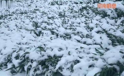 『冷空气』河南、山西、山东多地降下大雪,为什么四月的寒潮这么强势?