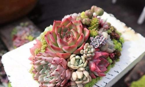 【艺术感】玉露“发功”成景天?2种方式把多肉搭配成让人羡慕的盆栽
