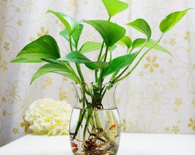 #水里#芦荟发财树黄叶又烂根?赶紧扔水里,越长越来劲