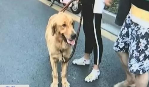 [撞坏]兰博基尼被金毛犬撞坏，40万的维修费吓坏狗主人，大喊：啥车这么金贵？