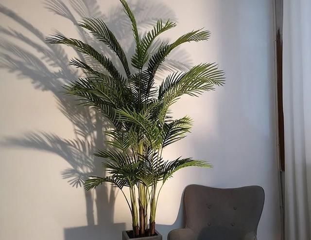  #花盆#大而深的花盆适合养什么花？教你预防积水烂根的办法