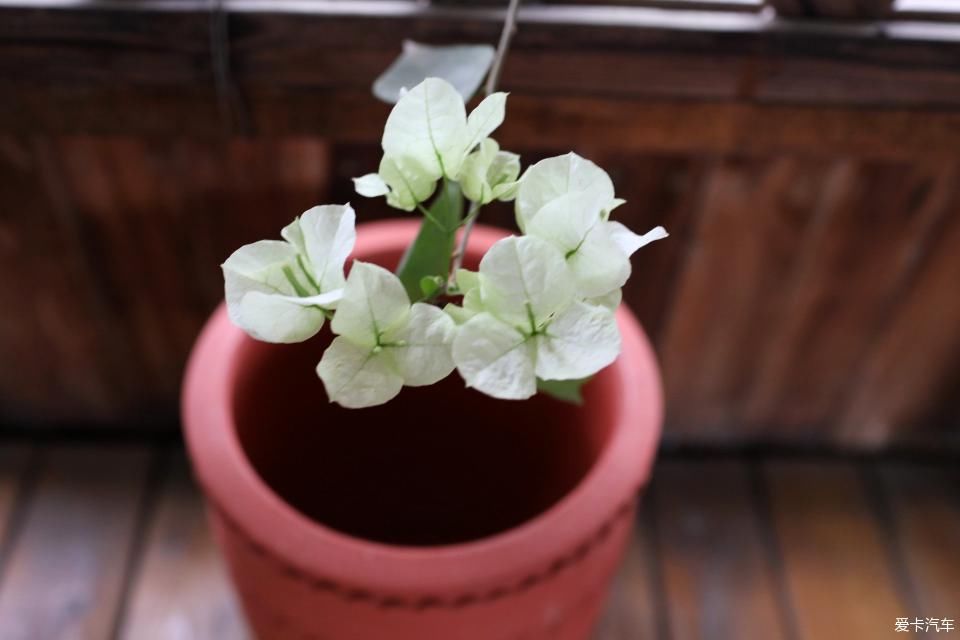 「终于」终于等到花开满墙