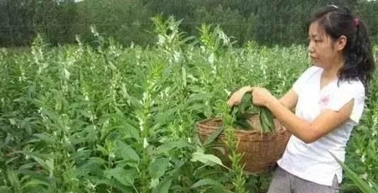  「珍品」以前只吃种子，叶子常拿去喂猪，如今却成稀珍品，一斤50元不好买