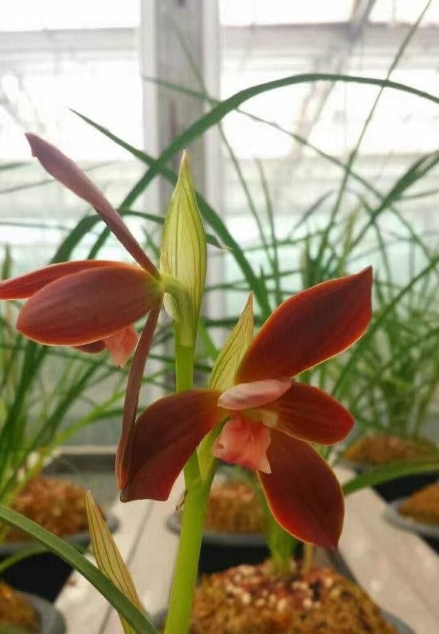  【喜欢】这种兰花没香味爱养的人却不少，名叫红河红，品质高值得养一盆