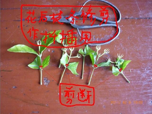  #以进行扦插#9种花，最适合“下雨天”扦插，顶端掐个“叶”，埋土里7天就发芽
