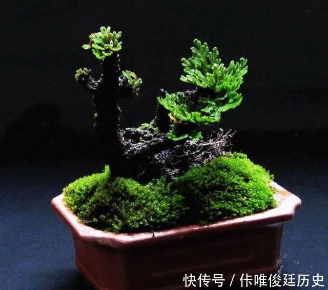  【花盆】农村1种野草像“云竹”，一分钱不花，捡回家做“盆景”高颜值