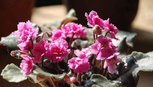  「芳香」喜欢养花就选这种，花期长，芳香熏满屋，是居家阳台盆栽的佳品