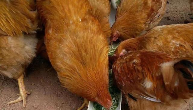  板蓝根|农村一恶草，曾是农民心头恨，如今有人用它喂鸡，效果堪