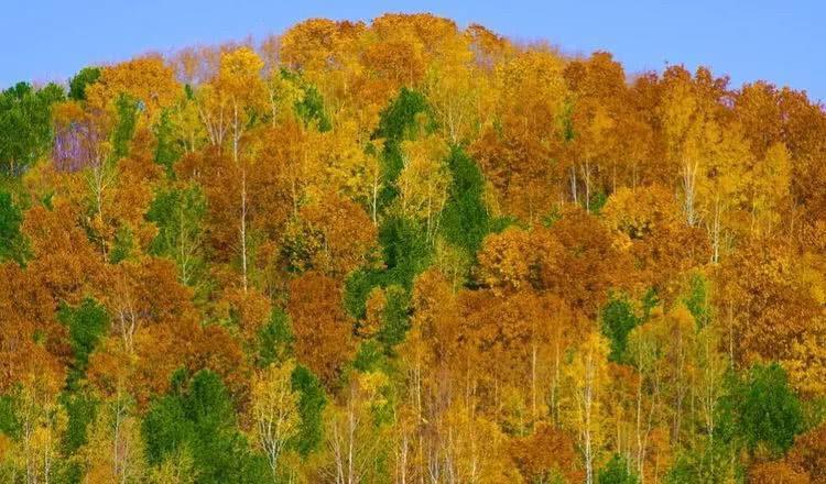 一片如梦如幻的斑斓色彩、仿佛是仙子居住奇境，这里是北疆的秋天