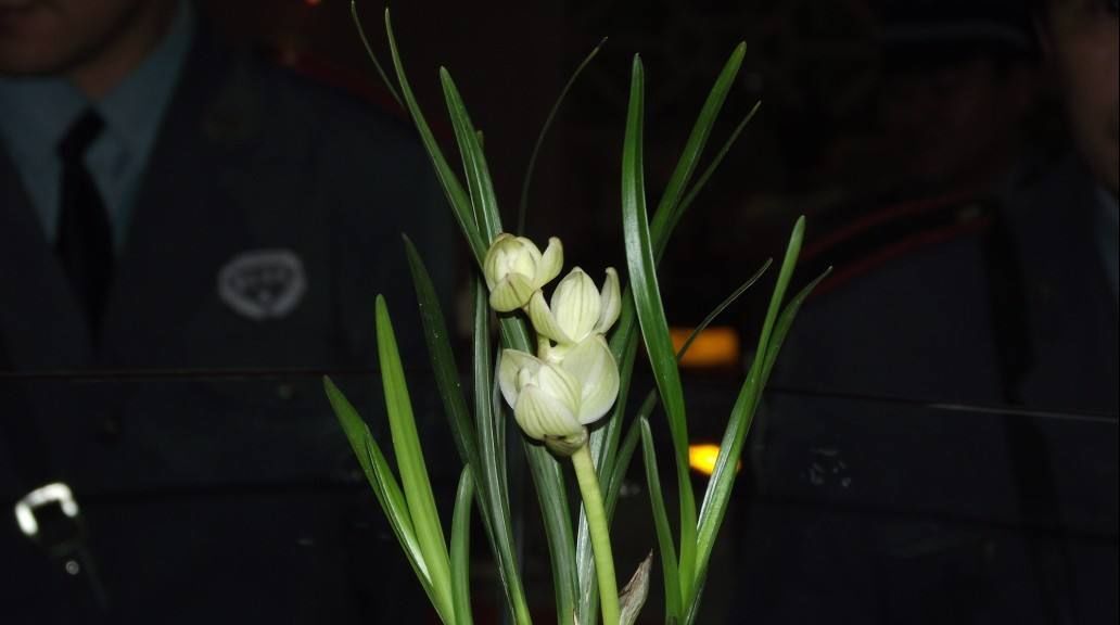 做成■这几种绿植做成盆景十分奇妙,养护简单,几乎每家都有一盆!