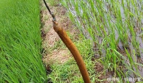 「老家」老家钓黄鳝的人很多,关键要知道怎么找洞