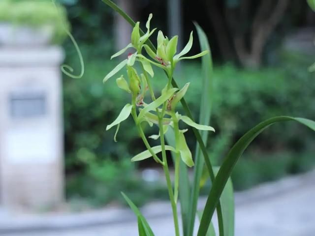 #新芽#春天上盆的建兰来新芽,水苔不该任性用,小心好事变坏事