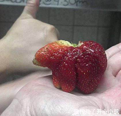 开心一刻:除了人类的远亲猿猴,你跟谁结婚都可