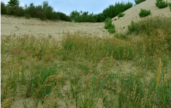 支付宝的蚂蚁森林果真种树了？如今变得如何，看了终于明白