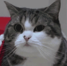 蒋勤勤的化妆桌真让人吃惊，这么白这么美居然只用10块钱的美白精