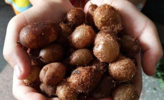  「识货」农村一果子名叫“凤凰蛋”过去农民不识货，如今却很珍