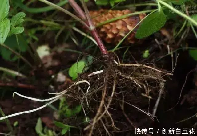 碰到■一种植物，山坡里很常见，碰到把根挖出来，晒干后10元一