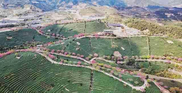  圣地■大陆阿里山，中国最美赏樱圣地，堪比日本樱花，游客慕名而来