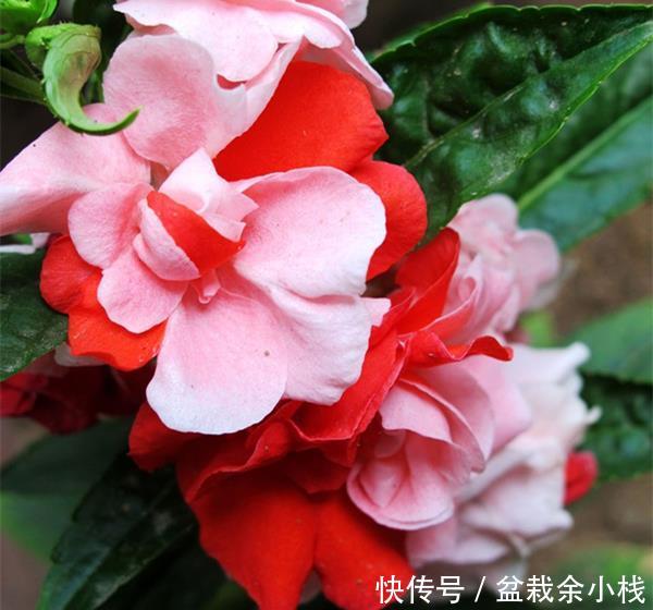  #指甲花#喜欢在家中养护花卉，就选择开花艳丽，花期长，优雅妖娆的花卉