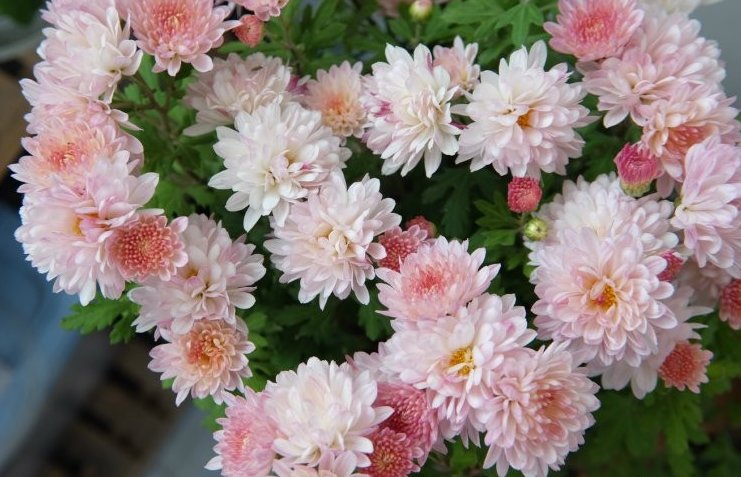  「开爆」此5种花朵，菊花中的“战斗花”，新手也能养成花球，年年开爆盆
