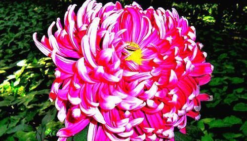  「妩媚」喜欢菊花，就养盆“珍品菊花”晓妆方罢，似紫玉蝴蝶，妩媚妖娆！