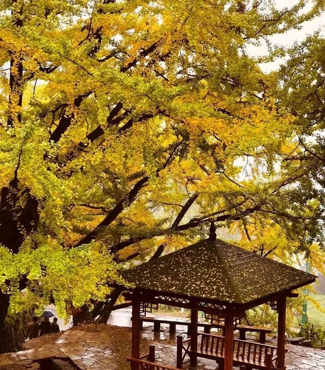 再过30天,这个低调宁静的贵州小村庄即将美成金黄天堂