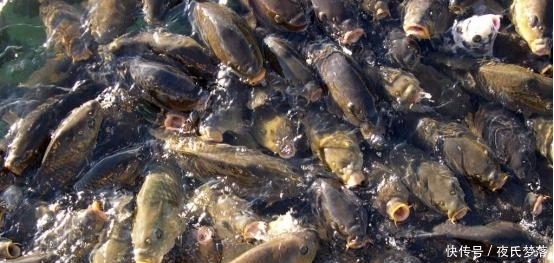 西藏的天然水库拥有8亿多斤鱼,为什么却没人敢打捞?看完直冒汗