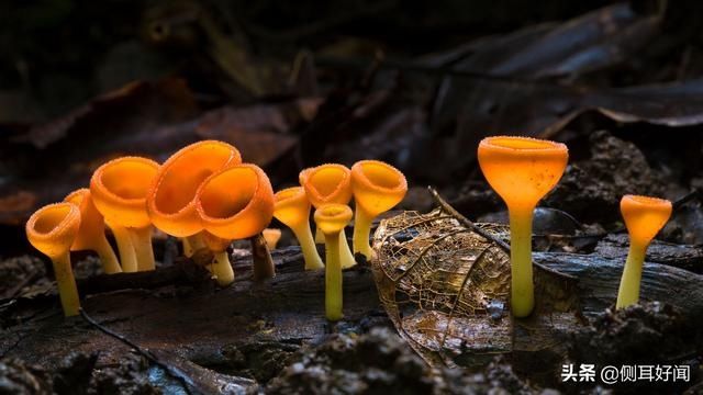  [奇形怪状]奇形怪状的菌菇们，每一种都在挑战大自然的创造力