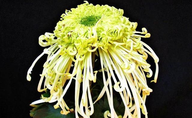  「优雅」喜欢欣赏菊花，我会保留一壶《菊中珍品》，随风飘绿，像飘逸的丝绸，优雅迷人