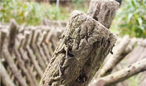  『露天』木耳种植难度大，温度湿度要控制，采摘也要注意咋办？