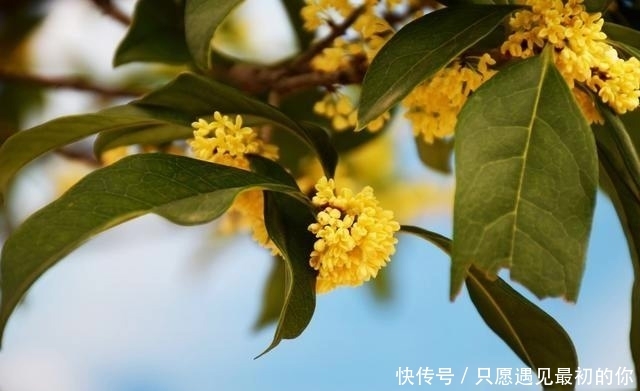 白云游得多慢呀,似乎也在迷恋着,桂花