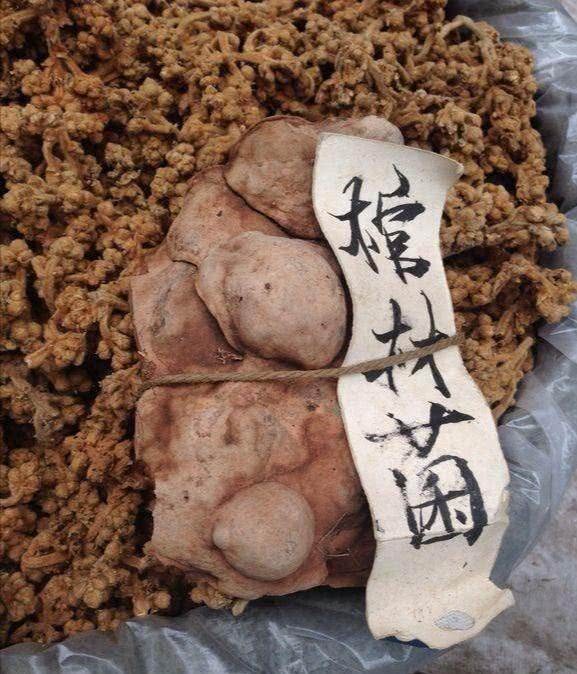  「棺材」以前农村土葬，出现的“棺材菌”是什么东西？专家：无