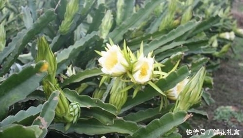  『植物』常被用于观赏，殊不知，花朵86元一斤，你们认识吗？