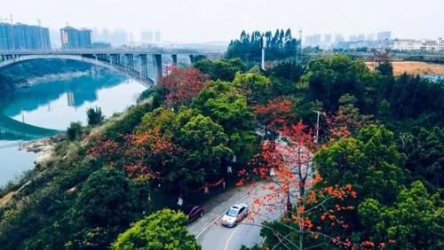  花瓣上的雨■来宾木棉花又开，惊艳了谁的时光？