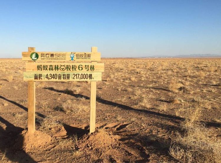  联合国■联合国颁发最高环保荣誉，5亿中国人集体获奖，国际评论