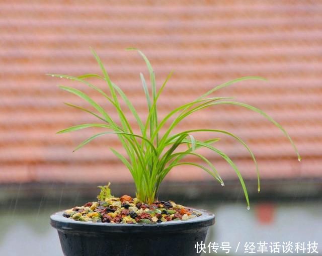 『操作方式』花盆太深怎么栽兰花?切忌根系比盆低,兰花上盆技巧比浇水重要